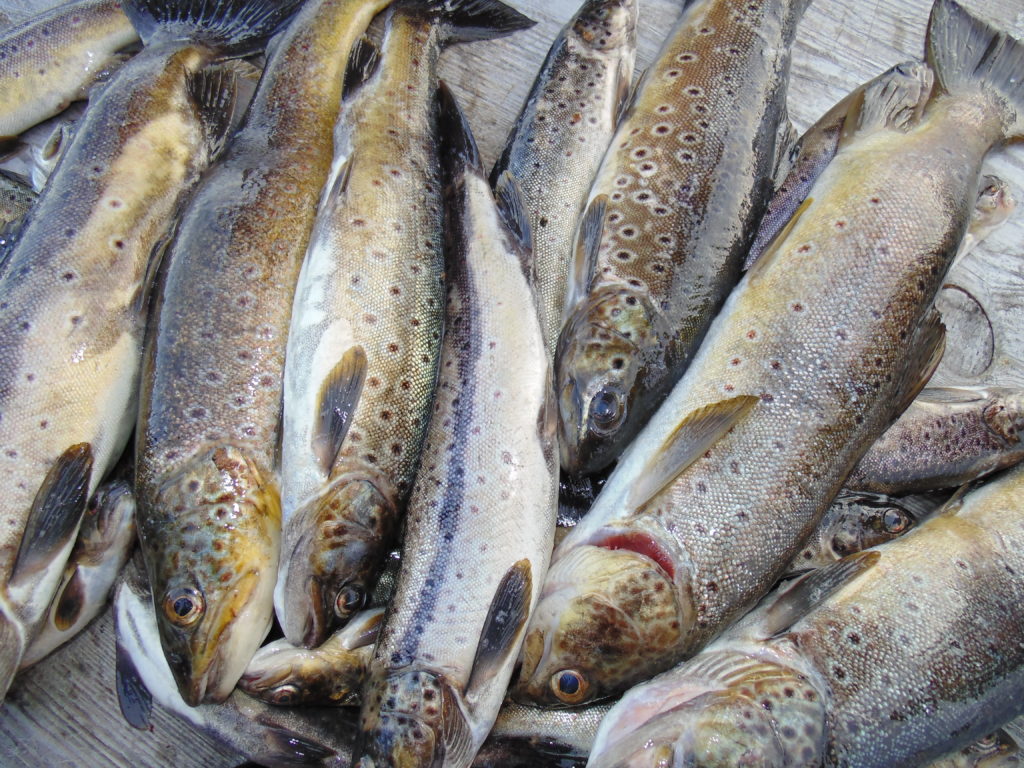 Кумжа и форель - лососевая рыба, водится в озерах и доступна к лову круглогодично